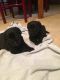 Labrador Retriever Puppies for sale in Wheat Ridge, CO, USA. price: NA