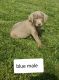 Labrador Retriever Puppies for sale in Seaman, OH 45679, USA. price: $300