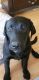 Labrador Retriever Puppies for sale in Meridian, ID 83642, USA. price: $500