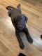 Labrador Retriever Puppies for sale in North Richland Hills, TX, USA. price: NA
