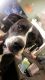 Labrador Retriever Puppies for sale in Spring, TX 77373, USA. price: NA