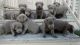 Labrador Retriever Puppies for sale in Bellevue, MI 49021, USA. price: $800