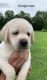 Labrador Retriever Puppies for sale in Colcord, OK 74338, USA. price: NA