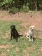 Labrador Retriever Puppies for sale in Greenwood, SC 29649, USA. price: $600