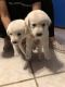 Labrador Retriever Puppies for sale in El Paso, TX, USA. price: NA