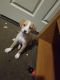 Labrador Retriever Puppies for sale in Cincinnati, OH, USA. price: $300