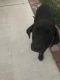 Labrador Retriever Puppies for sale in Riverside, CA 92507, USA. price: NA