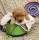 Labrador Retriever Puppies for sale in Delavan, WI, USA. price: NA