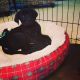 Labrador Retriever Puppies for sale in Snohomish County, WA, USA. price: NA