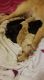 Labrador Retriever Puppies for sale in Penn Laird, VA 22846, USA. price: NA