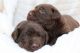Labrador Retriever Puppies for sale in Cisne, IL 62823, USA. price: NA