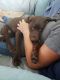 Labrador Retriever Puppies for sale in St. Petersburg, FL 33701, USA. price: NA
