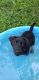 Labrador Retriever Puppies for sale in Chanute, KS 66720, USA. price: NA
