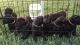 Labrador Retriever Puppies for sale in Slidell, LA, USA. price: NA