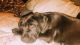 Labrador Retriever Puppies for sale in 643 Oscar Rivette Rd, Arnaudville, LA 70512, USA. price: NA