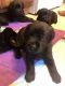 Labrador Retriever Puppies for sale in Canton, MA, USA. price: $850