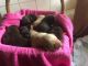 Labrador Retriever Puppies for sale in Port St. Lucie, FL, USA. price: NA