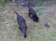Labrador Retriever Puppies for sale in 1209 Gibson Branch Rd, Maysville, NC 28555, USA. price: NA