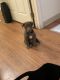 Labrador Retriever Puppies for sale in 51 Falcon Nest Ct, Odessa, TX 79762, USA. price: NA