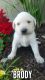 Labrador Retriever Puppies for sale in Cato, NY 13033, USA. price: NA
