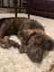 Labrador Retriever Puppies for sale in Macomb, MI 48042, USA. price: NA