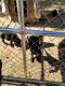 Labrador Retriever Puppies for sale in Gillett, WI 54124, USA. price: NA