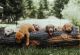 Labrador Retriever Puppies for sale in Hillsdale, MI, USA. price: NA