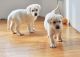 Labrador Retriever Puppies for sale in Ashburnham, MA, USA. price: $950