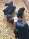 Labrador Retriever Puppies for sale in Coldwater, OH 45828, USA. price: NA