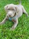 Labrador Retriever Puppies for sale in New Hudson, Lyon Charter Twp, MI 48165, USA. price: $800