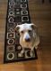 Labrador Retriever Puppies for sale in Franklin, OH 45005, USA. price: NA