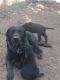Labrador Retriever Puppies for sale in Bend, OR, USA. price: $700