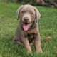 Labrador Retriever Puppies for sale in Dallas Center, IA 50063, USA. price: NA