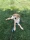 Labrador Retriever Puppies for sale in Englishtown, NJ 07726, USA. price: NA