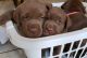 Labrador Retriever Puppies for sale in Burlington, WV 26710, USA. price: NA
