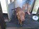 Labrador Retriever Puppies for sale in Waycross, GA, USA. price: NA