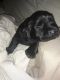 Labrador Retriever Puppies for sale in Wurtsboro, NY 12790, USA. price: NA