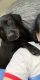 Labrador Retriever Puppies for sale in 2021 Highridge Dr SW, Huntsville, AL 35802, USA. price: NA