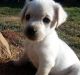 Labrador Retriever Puppies for sale in Norco, CA 92860, USA. price: NA