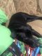 Labrador Retriever Puppies for sale in Monroe, NC, USA. price: NA