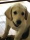 Labrador Retriever Puppies for sale in Terre Haute, IN, USA. price: NA