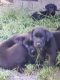 Labrador Retriever Puppies for sale in Indiantown, FL 34956, USA. price: $1,200