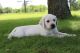 Labrador Retriever Puppies for sale in Cokato, MN 55321, USA. price: $750