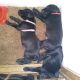 Labrador Retriever Puppies for sale in 4040 Boulder Hwy, Las Vegas, NV 89121, USA. price: NA