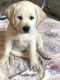 Labrador Retriever Puppies for sale in 27189 Horseshoe Rd, Greeley, IA 52050, USA. price: $750