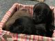 Labrador Retriever Puppies for sale in Cambridge, IL 61238, USA. price: $250