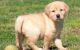 Labrador Retriever Puppies for sale in Lansing, MI, USA. price: NA