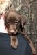 Labrador Retriever Puppies for sale in Vermontville, MI 49096, USA. price: NA