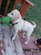 Labrador Retriever Puppies for sale in Kansas City, KS 66106, USA. price: NA
