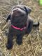 Labrador Retriever Puppies for sale in Peebles, OH 45660, USA. price: $700